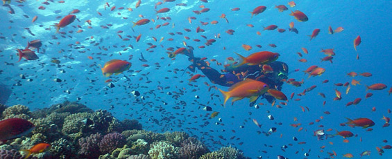 About us Hurghada